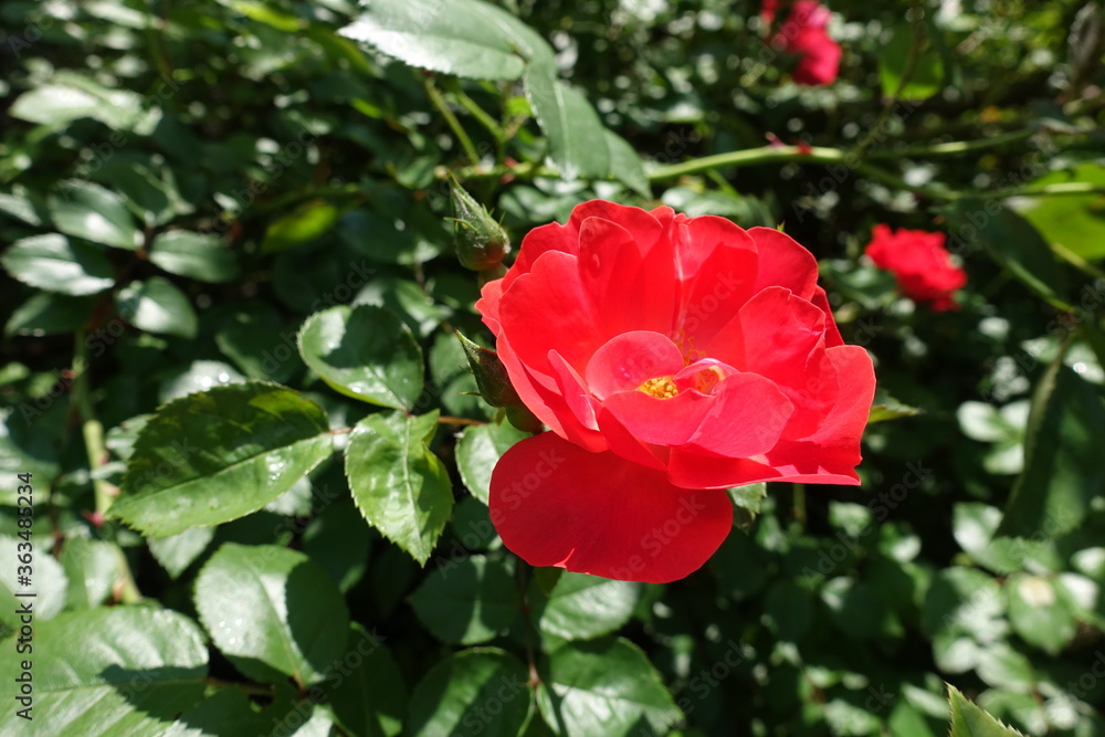 Semi double red flower of rose in May Semi double red flower of rose in May