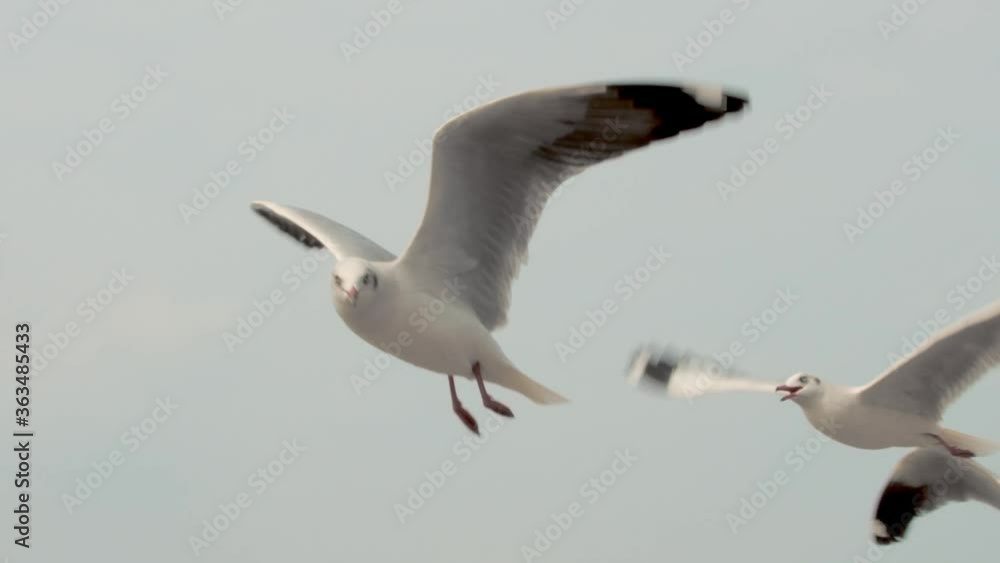 Amazing shot of flying seagulls in the sky and a good sense of freedom. Amazing shot of flying seagulls in the sky and a good sense of freedom.