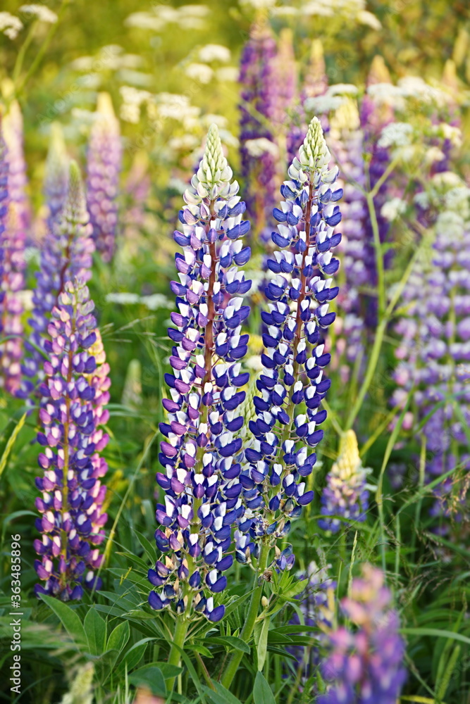 Lupin or wolf bean (Lupines) in the wild natural beauty vertical frame Lupin or wolf bean (Lupines) in the wild natural beauty vertical frame