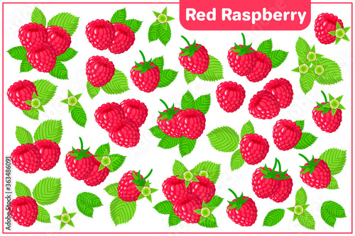 Set of vector cartoon illustrations with Red Raspberry exotic fruits isolated on white background