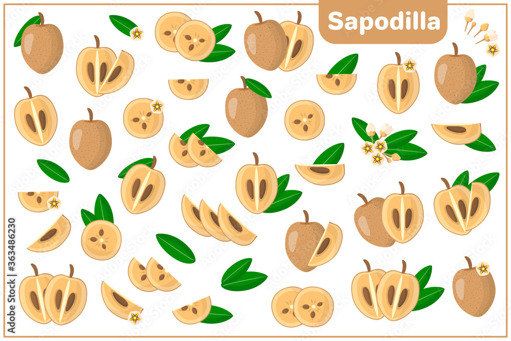 Set of vector cartoon illustrations with Sapodilla exotic fruits, flowers and leaves isolated on white background