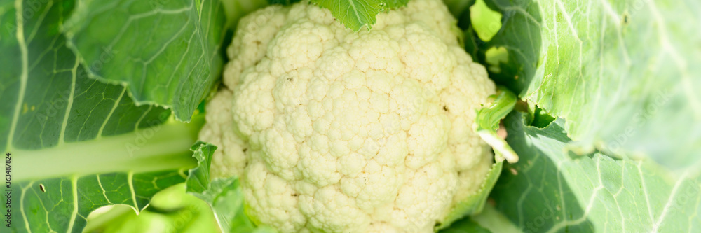 head of fresh ripe cauliflower growing in the garden. banner head of fresh ripe cauliflower growing in the garden. banner