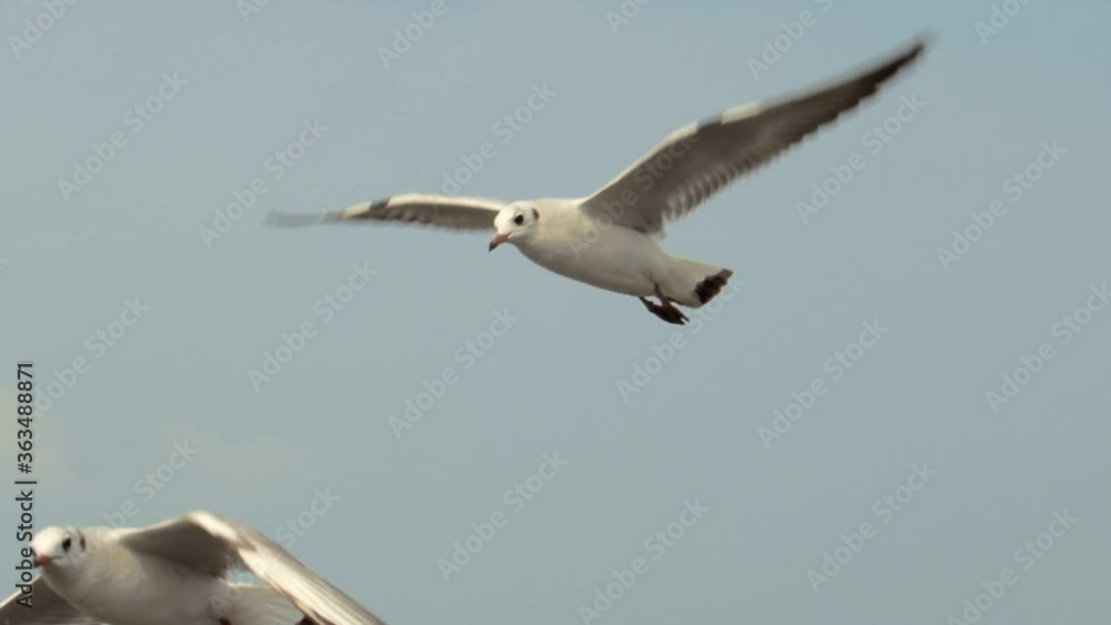 Shot of flying seagulls in the sky and good sense of free birds. Shot of flying seagulls in the sky and good sense of free birds.