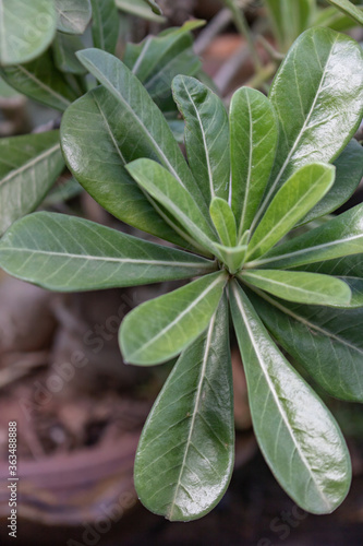 Close up of a plant  Adenium leaves