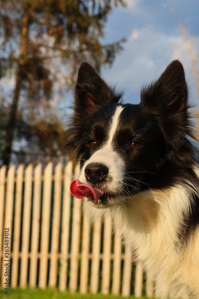 Border Collie Licking its Face in the Garden during Golden Hour. Portrait of a Black and White Dog in Czech Republic.
