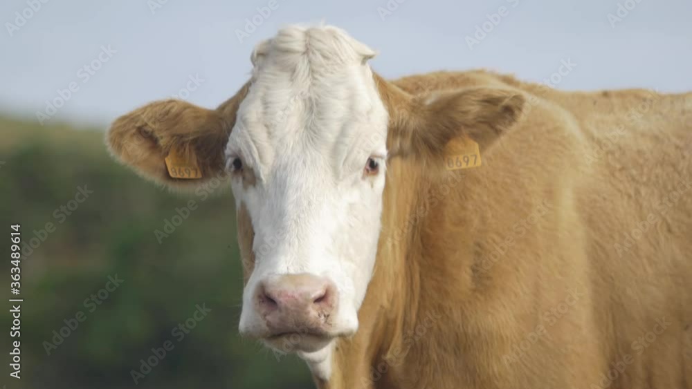 Close up cow looking forward and then to the left in slow motion Pico Island Azores Close up cow looking forward and then to the left in slow motion Pico Island Azores
