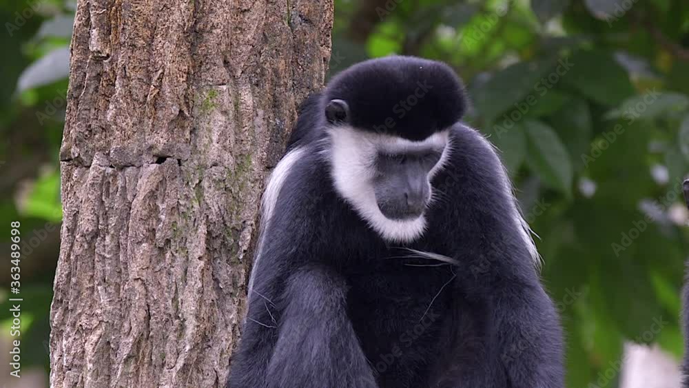 Black and white colobus monkeys (Colobus) in the forest. Half body shot Black and white colobus monkeys (Colobus) in the forest. Half body shot