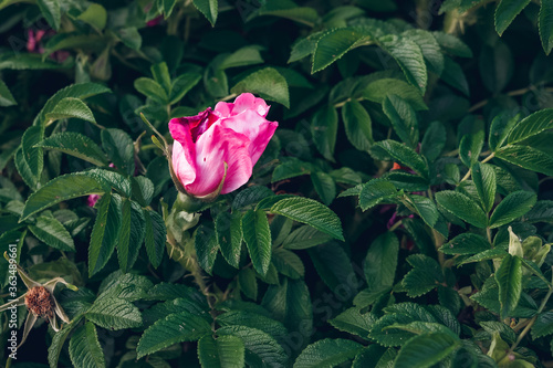 Beautiful pink rosehip bud flower among the leaves. Foliage and flower