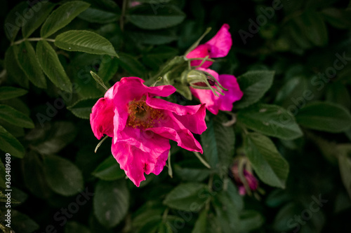 Beautiful pink rosehip bud flower among the leaves. Foliage and flower