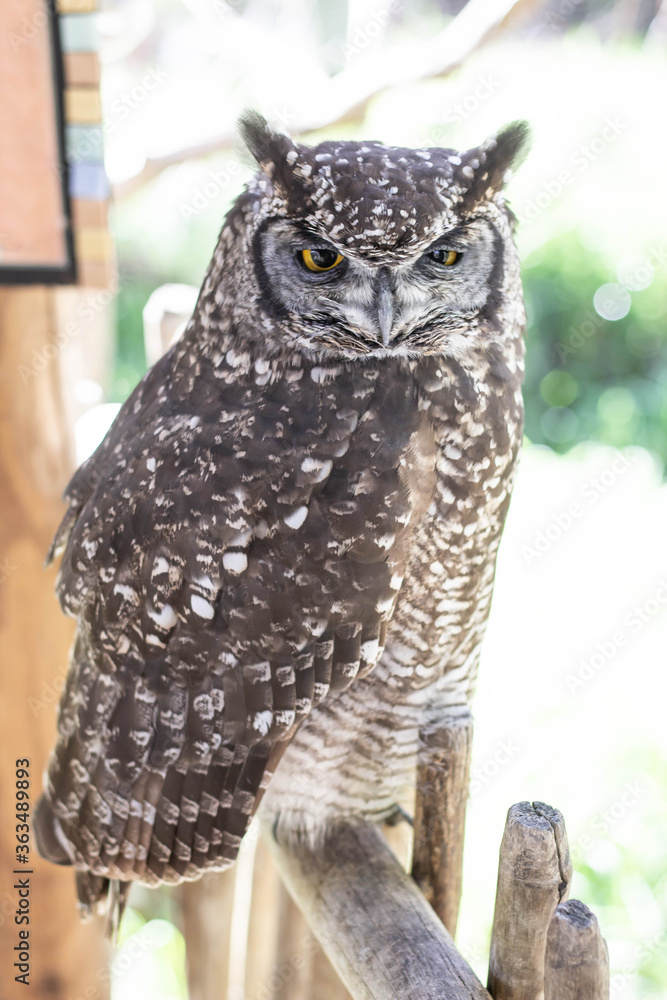Obraz premium Spotted Eagle Own sitting on a fence