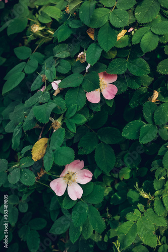 Beautiful pink rosehip bud flower among the leaves. Foliage and flower