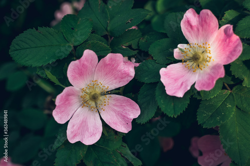 Beautiful pink rosehip bud flower among the leaves. Foliage and flower