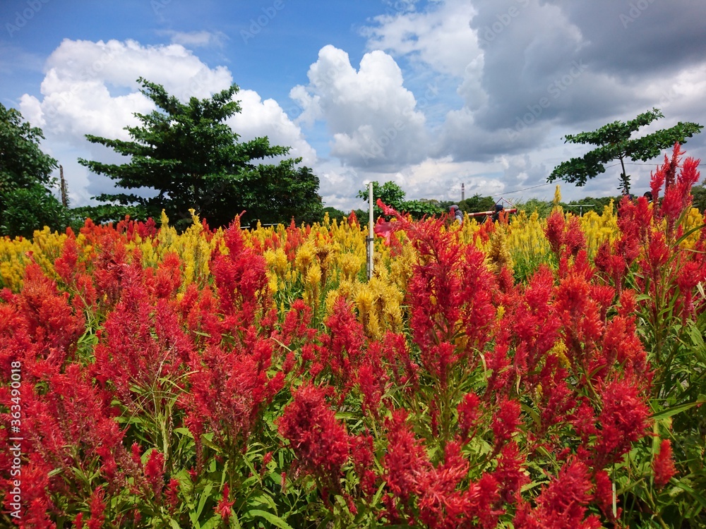 Red and yellow flowers in the field Red and yellow flowers in the field