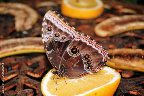 Butterfly sitting on an orange © Spirit of a Jewel