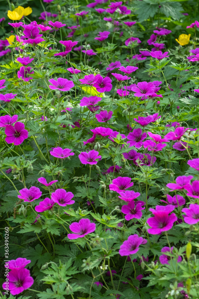 Naklejka premium Geranium psilestemon 'Ivan' Armenischer Storchschnabel