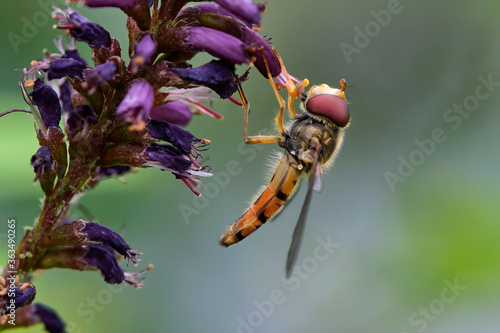 Billede på lærred Hainschwebfliege ( Episyrphus balteatus ) beim Nektarsammeln am Bastardtindigo ( Amorpha fruticosa )