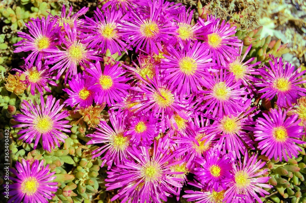 Beautiful pink daisy like flowers with a silk sheen on its petals Beautiful pink daisy like flowers with a silk sheen on its petals
