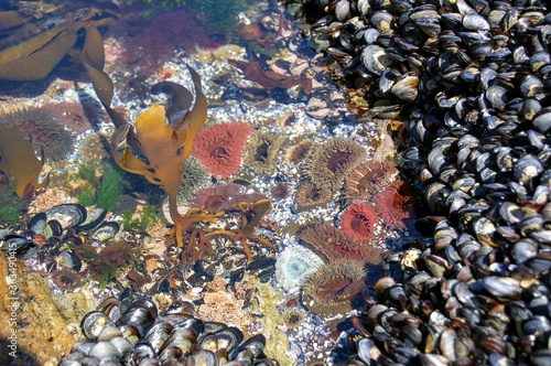 An ecosystem of marine life in Yzerfontein, South Africa 