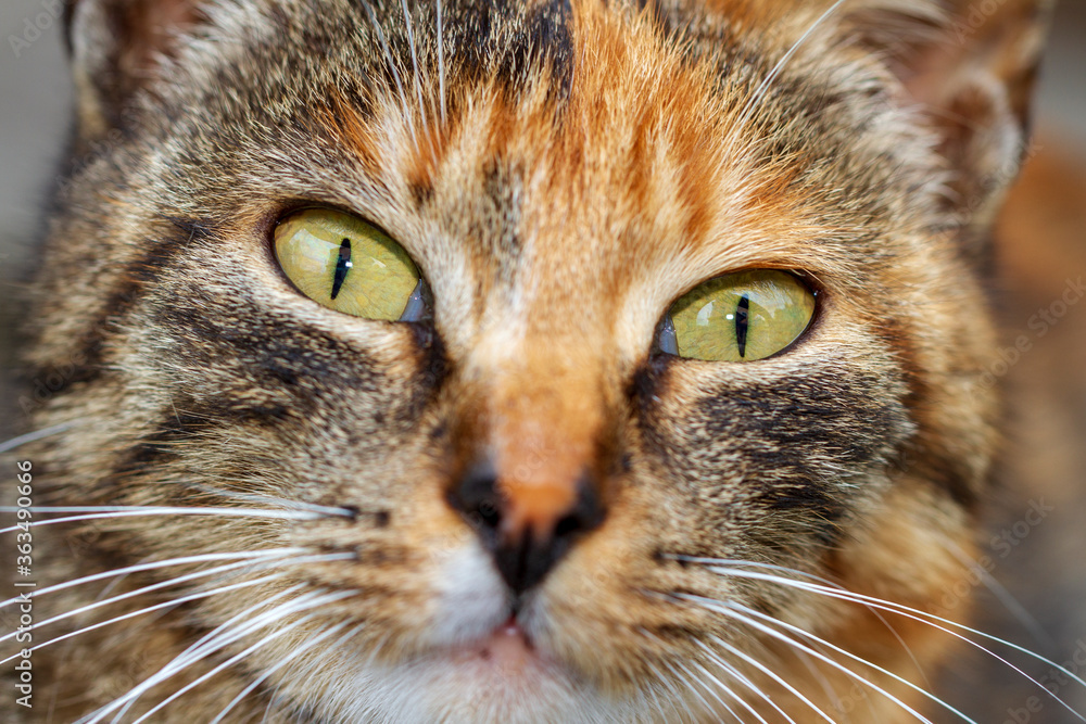 Closeup portrait of cat face.