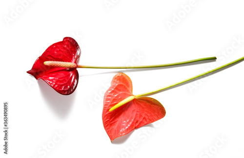 Anthurium flower/ Flamingo flower isolated on white background