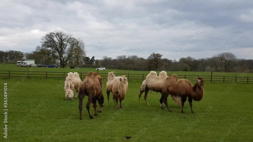 Camels grazing grass in the drive-through safari park Camels grazing grass in the drive-through safari park