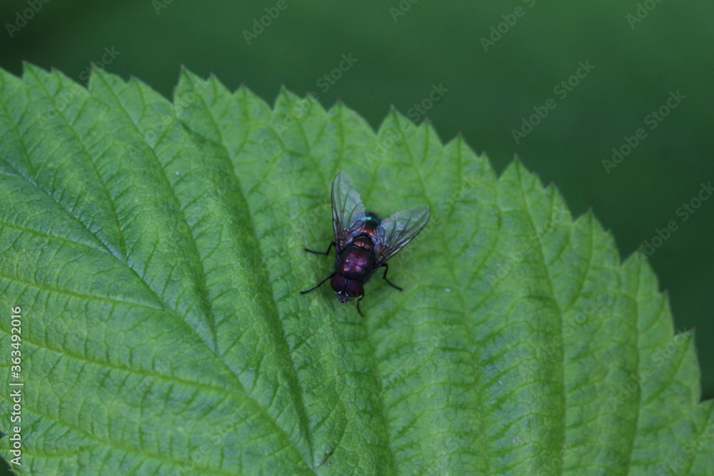 bunt schimmernde Fliege bunt schimmernde Fliege