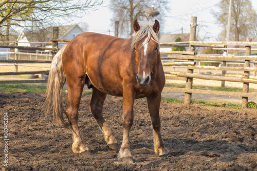 Obraz na plátně Horse grazing in a ranch pen