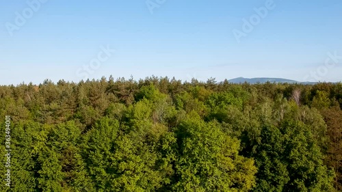 trees in the forest from above