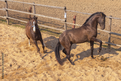 Fotografie Horses grazing in a ranch pen
