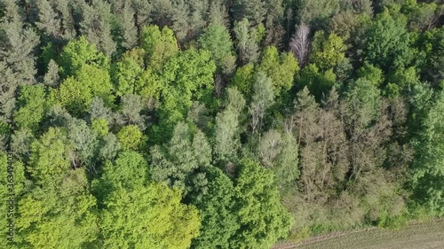 flight above the forest