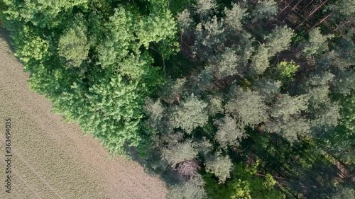 trees in the forest from above