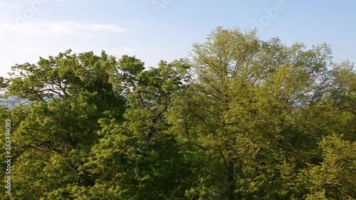 big three branches against blue sky