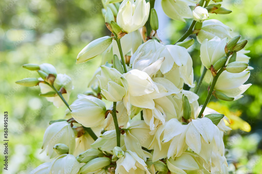 Fotka „White Yucca filamentosa bush flowers, other names include Adams