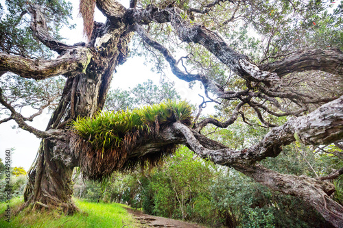 Big tree photo