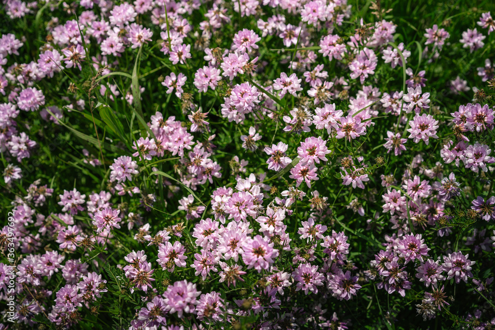 Naklejka premium Flower background, beautiful multi-colored wildflowers illuminated by the sun, beautiful bokeh and a place for copyspace, Meadow with lots of spring flowers