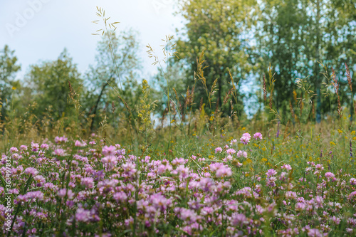 Flower background, beautiful multi-colored wildflowers illuminated by the sun, beautiful bokeh and a place for copyspace, Meadow with lots of spring flowers
