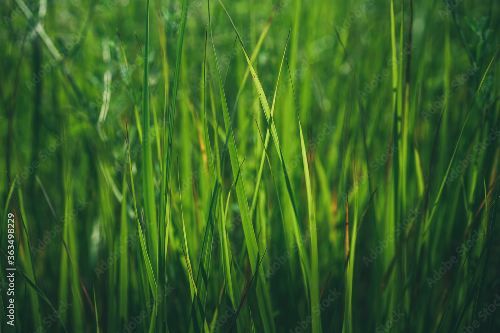 Obraz premium Green background of the grass, freshness, summer, texture