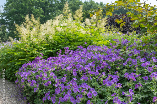 Geranium x magnificum  Rosemoor  Pracht-Storchschnabel vor Aruncus dioicus Wald-Gei  bart