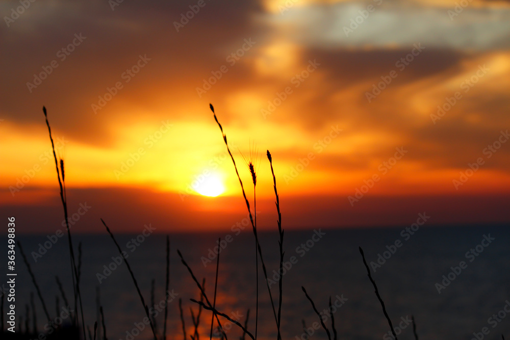 Sun goes down behind wheats, coastal place, sunlight is reflecting on sea Sun goes down behind wheats, coastal place, sunlight is reflecting on sea