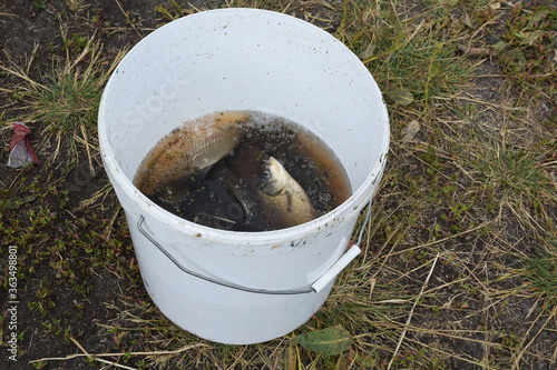 The result of fishing in Berdyuzhskogo district of Tyumen oblast