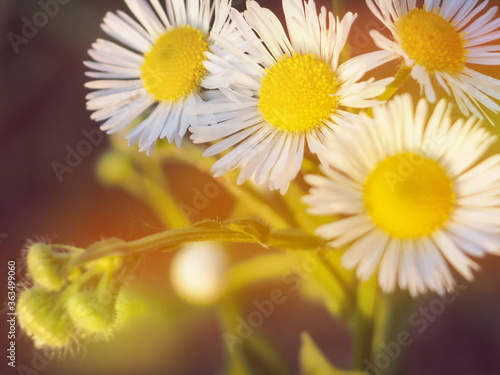 Beautiful chamomile flowers in meadow. Spring or summer nature scene with blooming daisy in sun flares.