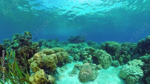 Wallpaper Mural Tropical fishes and coral reef, underwater footage. Seascape under water. Panglao, Bohol, Philippines. Torontodigital.ca