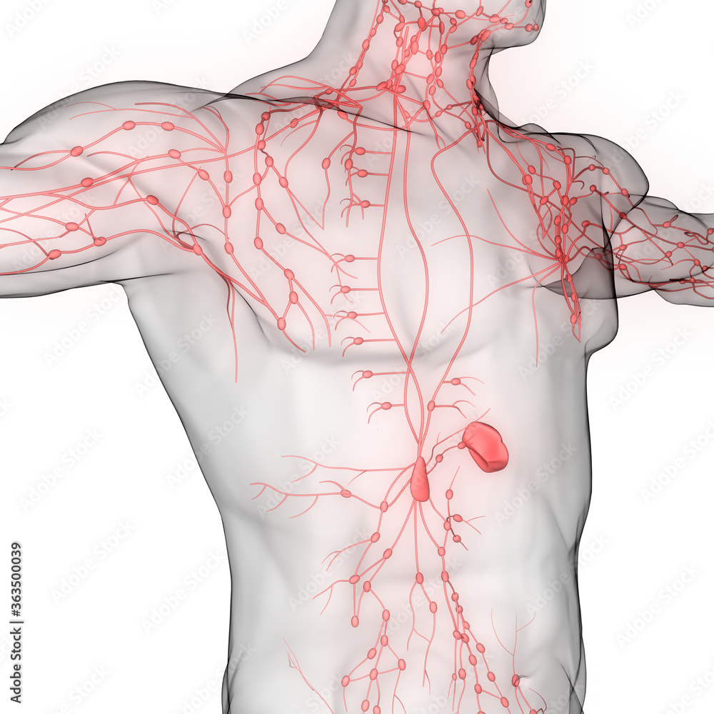 Human Internal system Lymph Nodes Anatomy Stock Illustration | Adobe Stock
