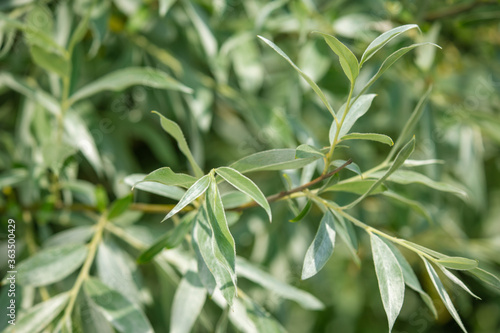 Silver willow, branches and earrings against the blue sky photo