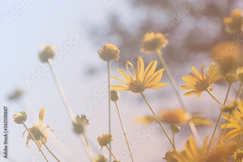 field of yellow flowers