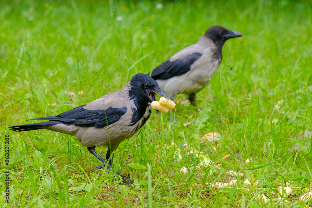Selective focus on a gray raven holding corn sticks in its beak. Golden crispy airy treat for a wild bird. Corn sticks are scattered in the grass. Coopy space. Selective focus on a gray raven holding corn sticks in its beak. Golden crispy airy treat for a wild bird. Corn sticks are scattered in the grass. Coopy space.