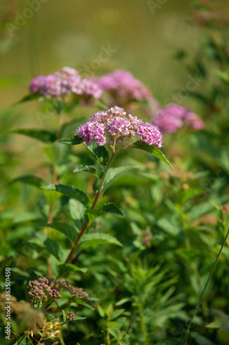 Bushes and pink flowers Spirea Japanese  photo