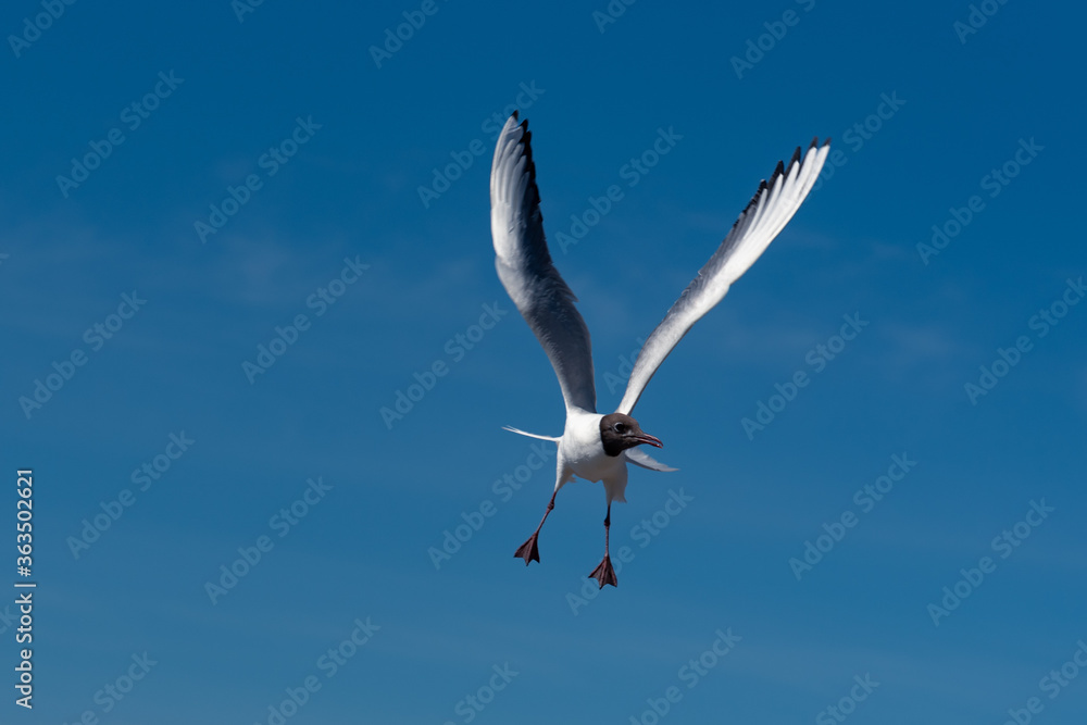 Obraz premium View of flying seagulls