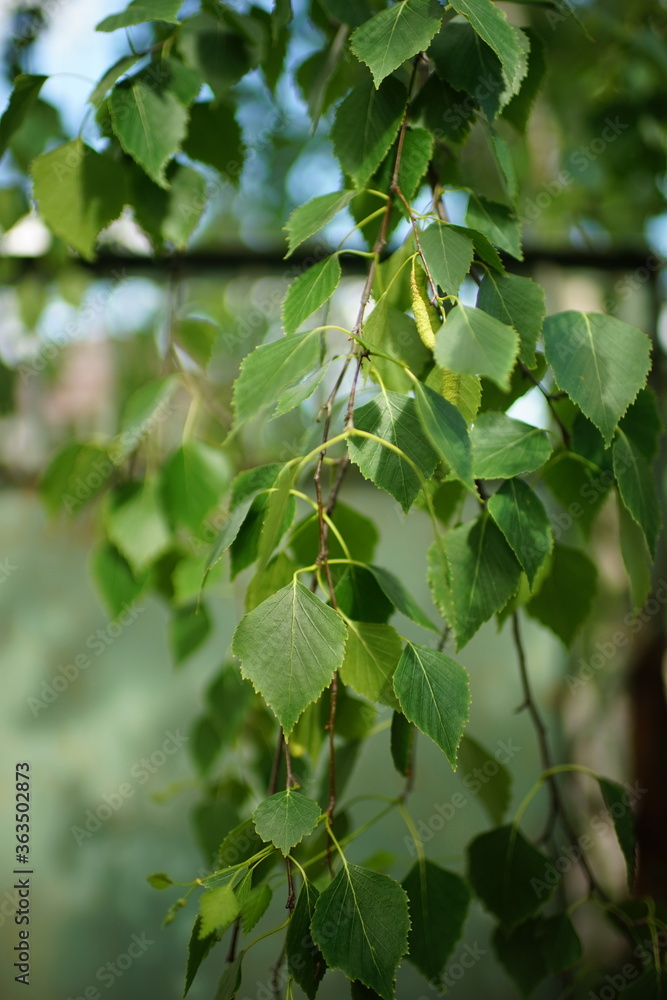green birch leaves on branches in the sunny day. green birch leaves on branches in the sunny day.
