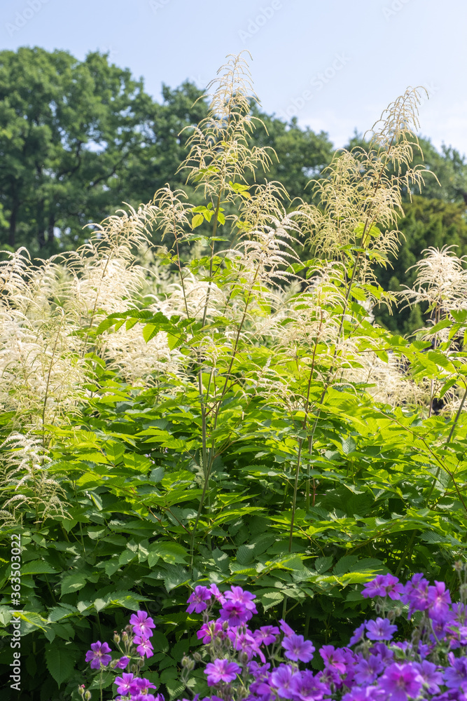 Aruncus dioicus Wald-Geißbart Aruncus dioicus Wald-Geißbart